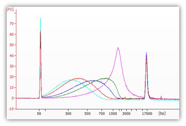 ST30_Sheared_DNA_sizes.jpg